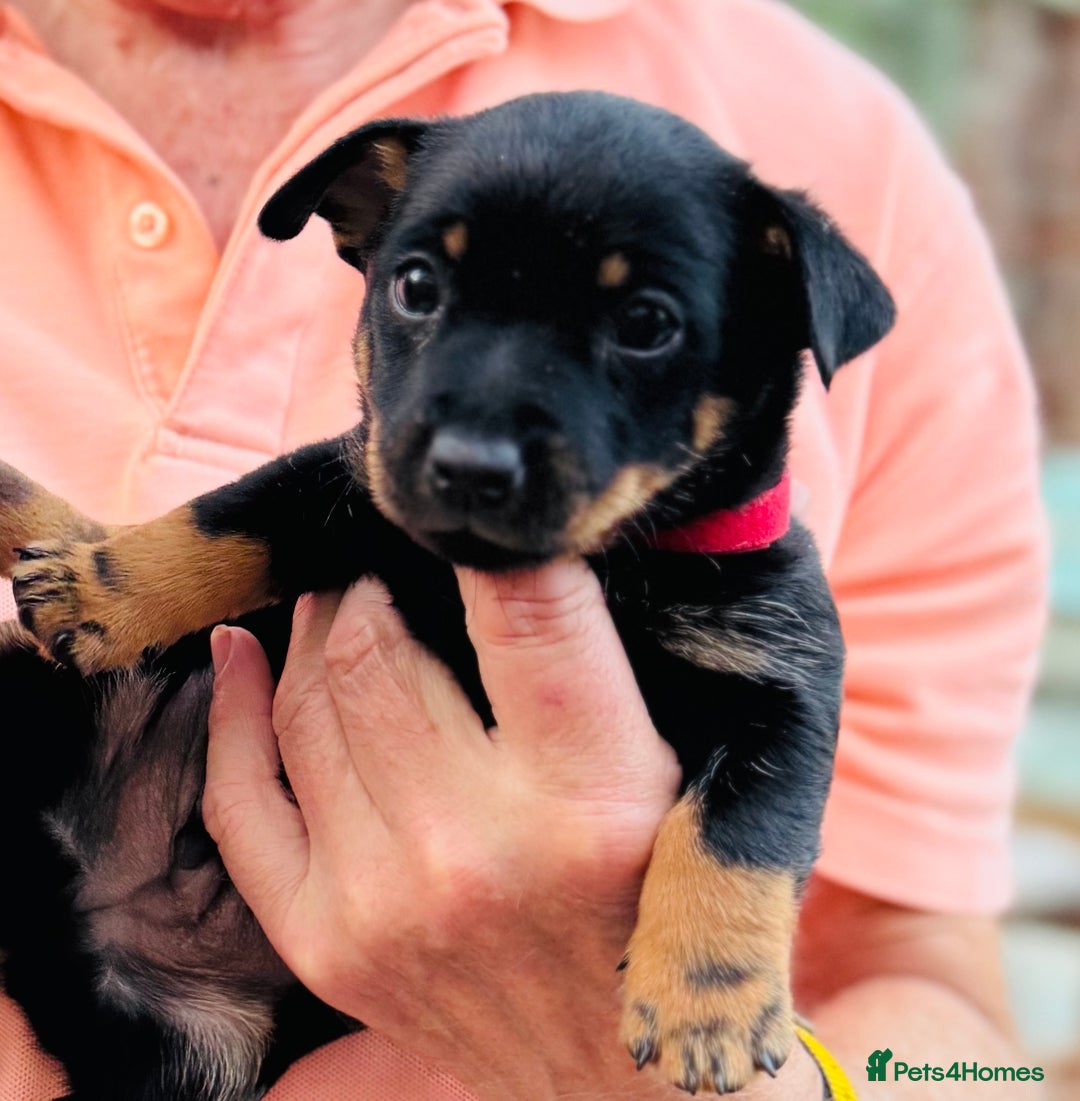 Lancashire Heeler dogs for sale: 6 Pedigree Lancashire Heeler Dogs for sale. - Image 13