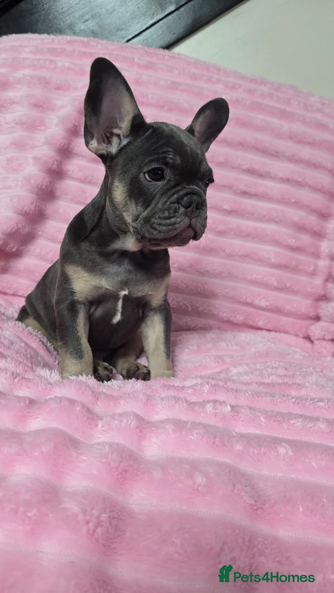 French Bulldog dogs for sale:  french bulldog puppies ( ready now )  - Advert 10