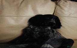 Cocker Spaniel dogs for sale: Cocker spaniel for rehoming  - Advert 4