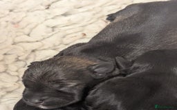 Miniature Schnauzer dogs for sale: Fully Health Tested,Kc Reg'd Mini Schnauzer Pups  - Image 9