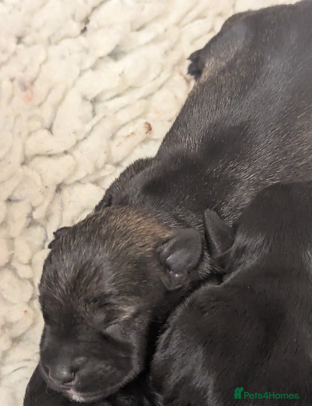 Miniature Schnauzer dogs for sale: Fully Health Tested,Kc Reg'd Mini Schnauzer Pups  - Image 9