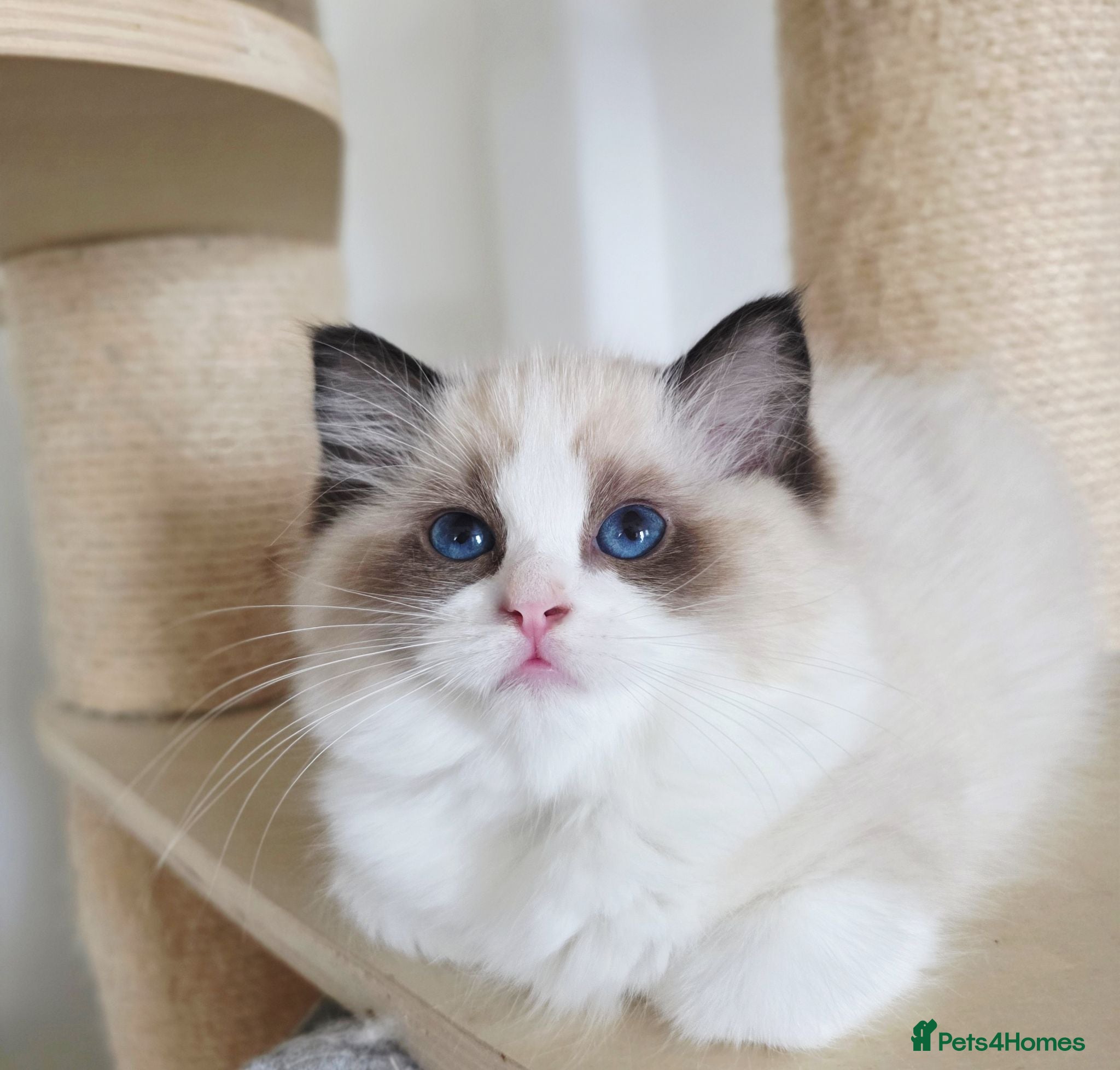 Ragdoll cats 💓Girl 🏆European Champion lines 💫Tica - Advert 1