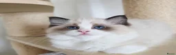 Ragdoll cats for sale: 💓Girl & boy 🩵🏆European Champion lines 💫Tica - Advert 3