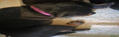 Rottweiler 5