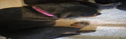 Rottweiler dogs for sale: Our Luna has had beautiful babies - Advert 2