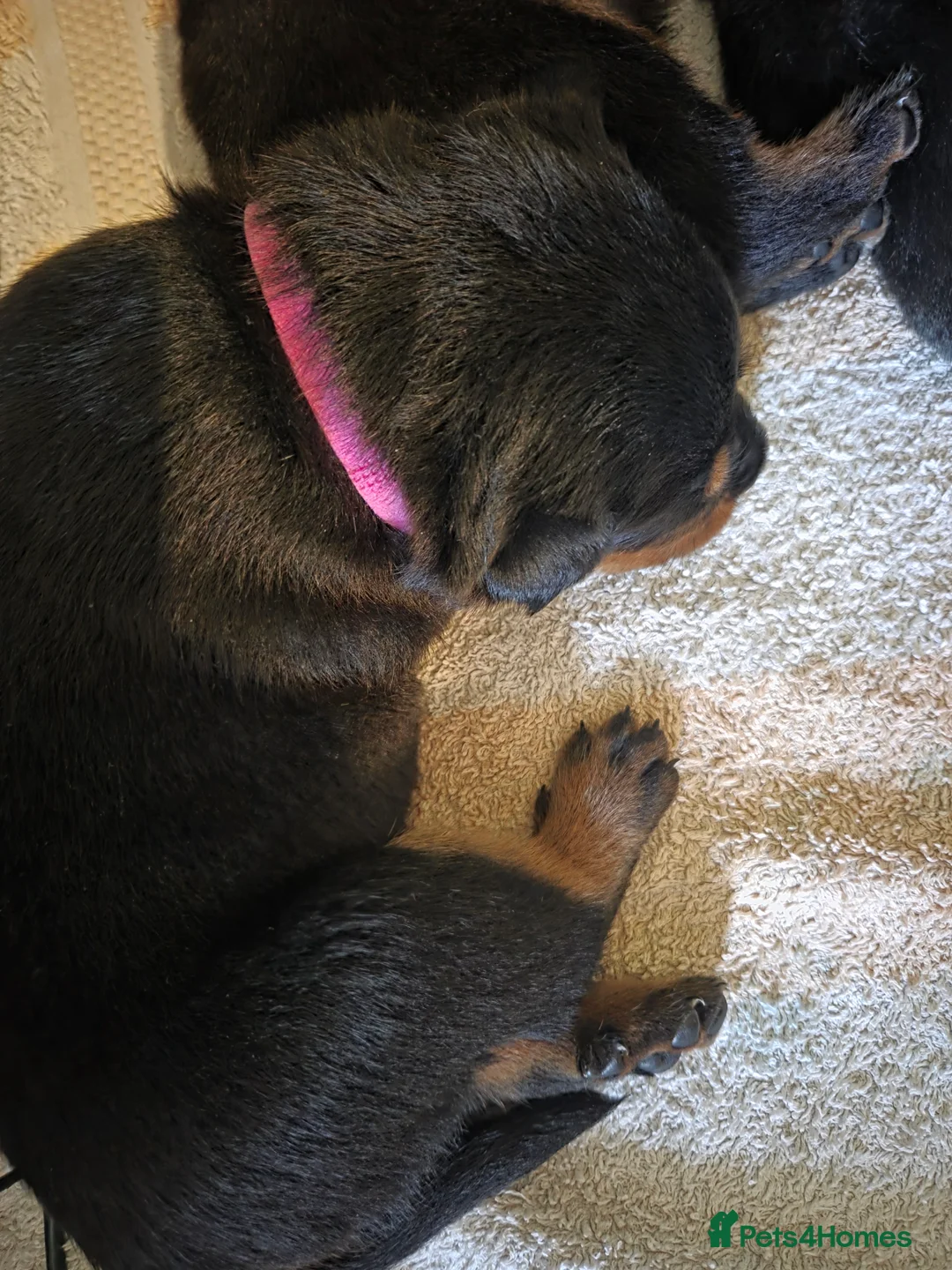 Rottweiler dogs for sale: Our Luna has had beautiful babies - Advert 2