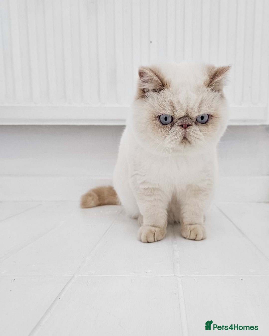 Exotic cats for sale: Chunky GCCF reg pedigree male exotic SH kitten  - Advert 12