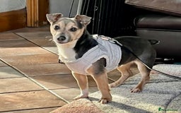 Jack Russell dogs for sale: Jack Russell Puppies - Image 5
