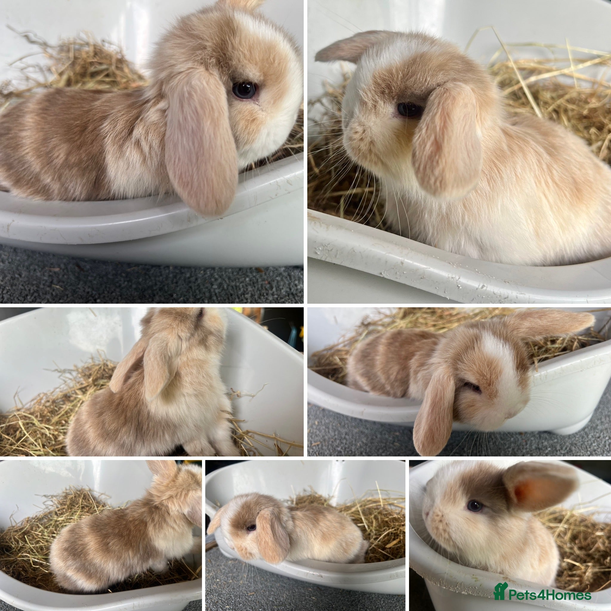 Mini Lop rabbits Only 3 remaining! Gorgeous pure breed Mini Lops - Advert 13