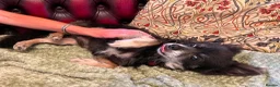 Chihuahua dogs for adoption: Charlie needs a loving home  - Advert 9