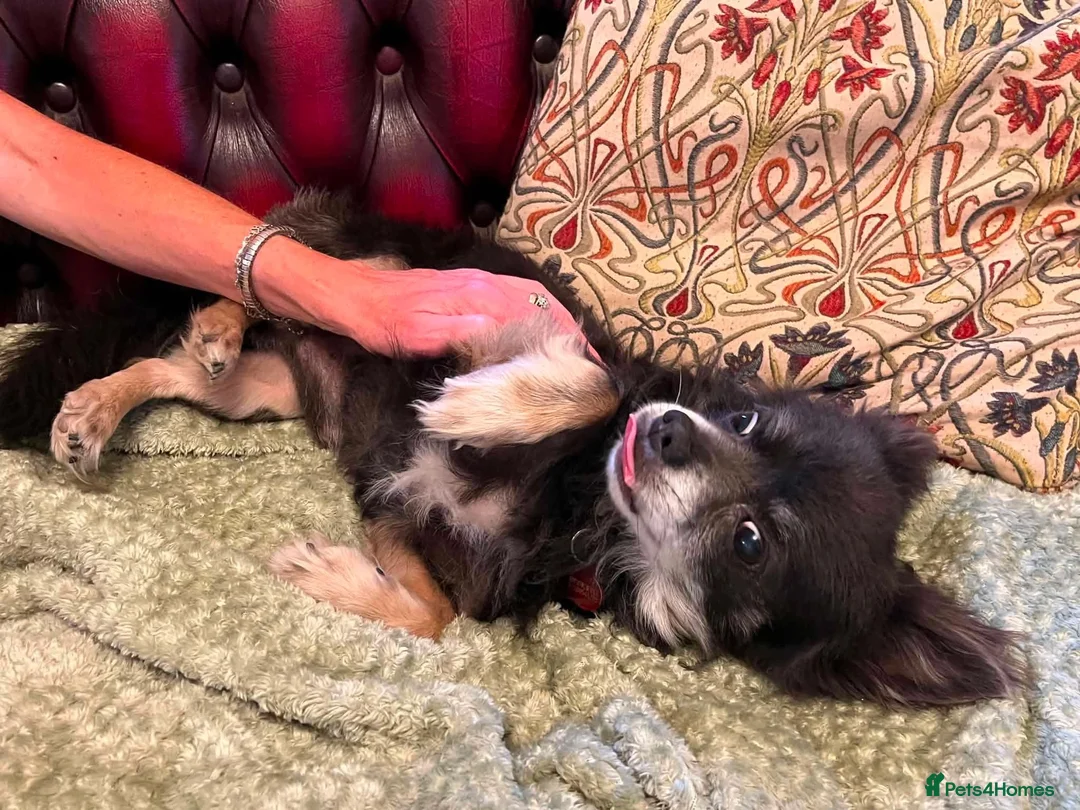 Chihuahua dogs for adoption: Charlie needs a loving home  - Advert 9