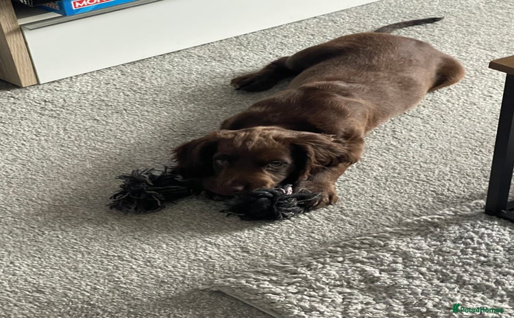 Sprocker dogs - Advert 1
