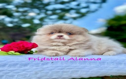 Pomeranian dogs for stud: 1.8kg Tiny Choco Carry Tan Blue Lilac DNA tested in Rotherham - Image 34