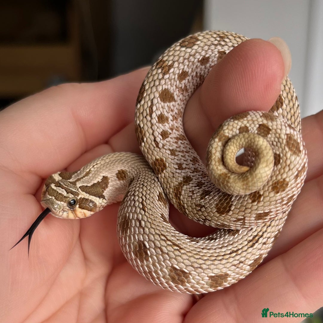 Snake reptiles for sale: Various Western Hognoses - Advert 7