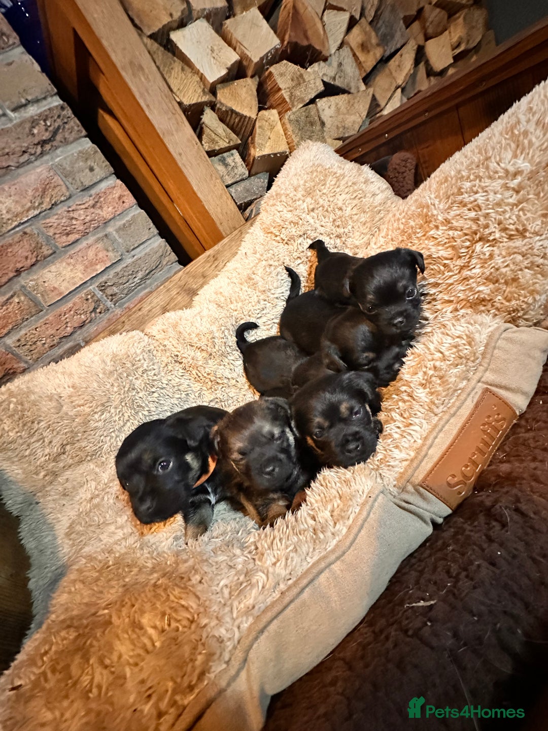 Border Terrier dogs for sale: KC Border Terrier Puppy’s  - Advert 2