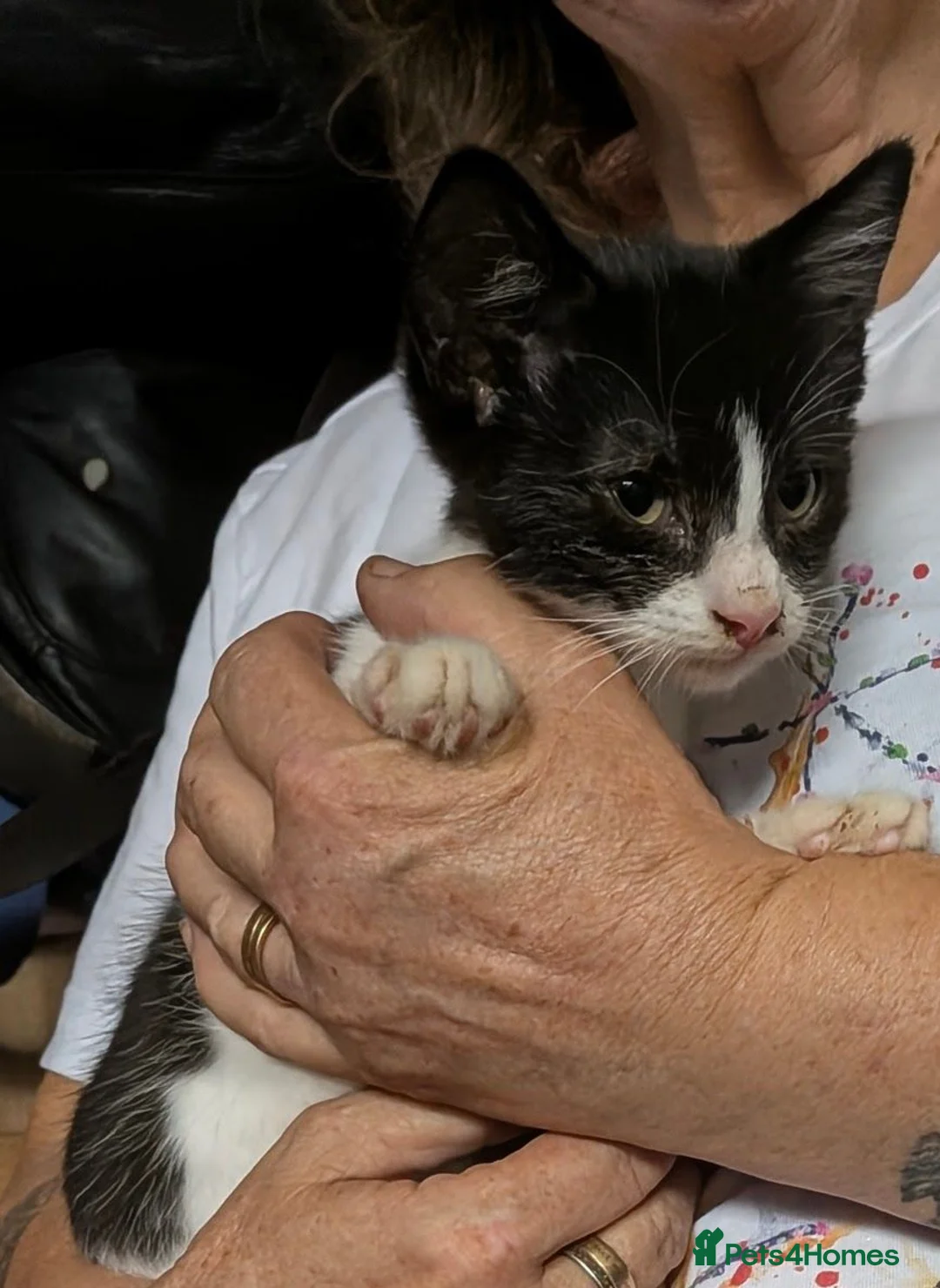 Mixed Breed cats for sale: Loving female kitten - Advert 5