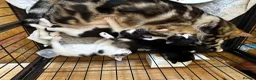 Mixed Breed cats for sale: Bengal Tiger Lily crept out for kittens - Advert 3