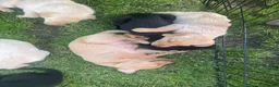 Labrador Retriever dogs for sale: Labrador puppies yellow & black - Advert 7