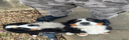 Bernese Mountain Dog dogs for sale: Bernese Mountain Dog puppies - Advert 3