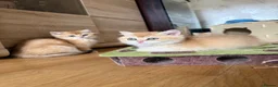 British Shorthair cats for sale: 🌟3 Adorable Golden BSH kittens left 🌟 - Advert 20