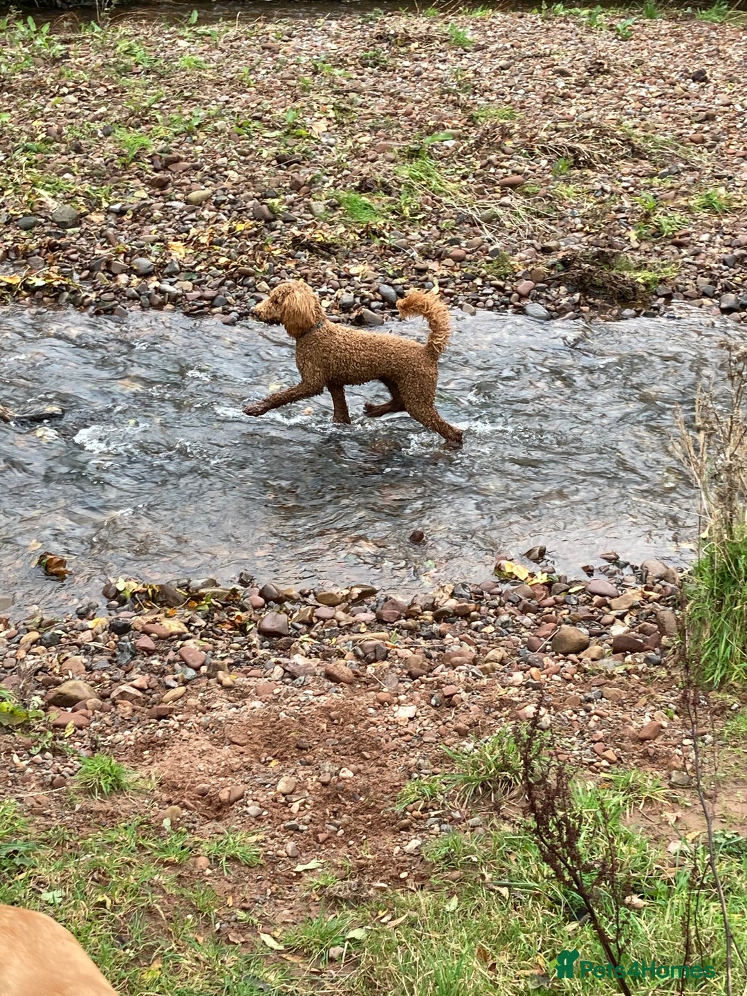 Standard Poodle dogs for stud: Gorgeous red standard poodle Trigger - Advert 4