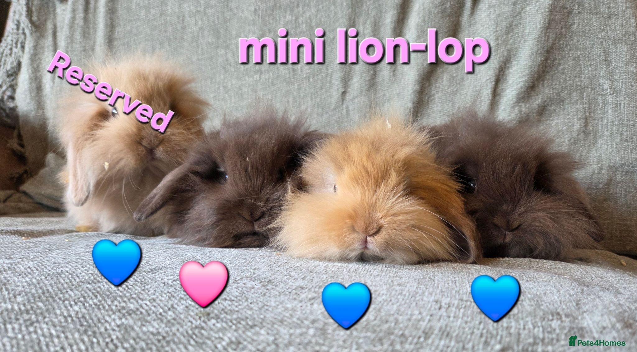 Mini Lion Lop rabbits True type Teddy lion lops ready to leave 21st Aug - Advert 1