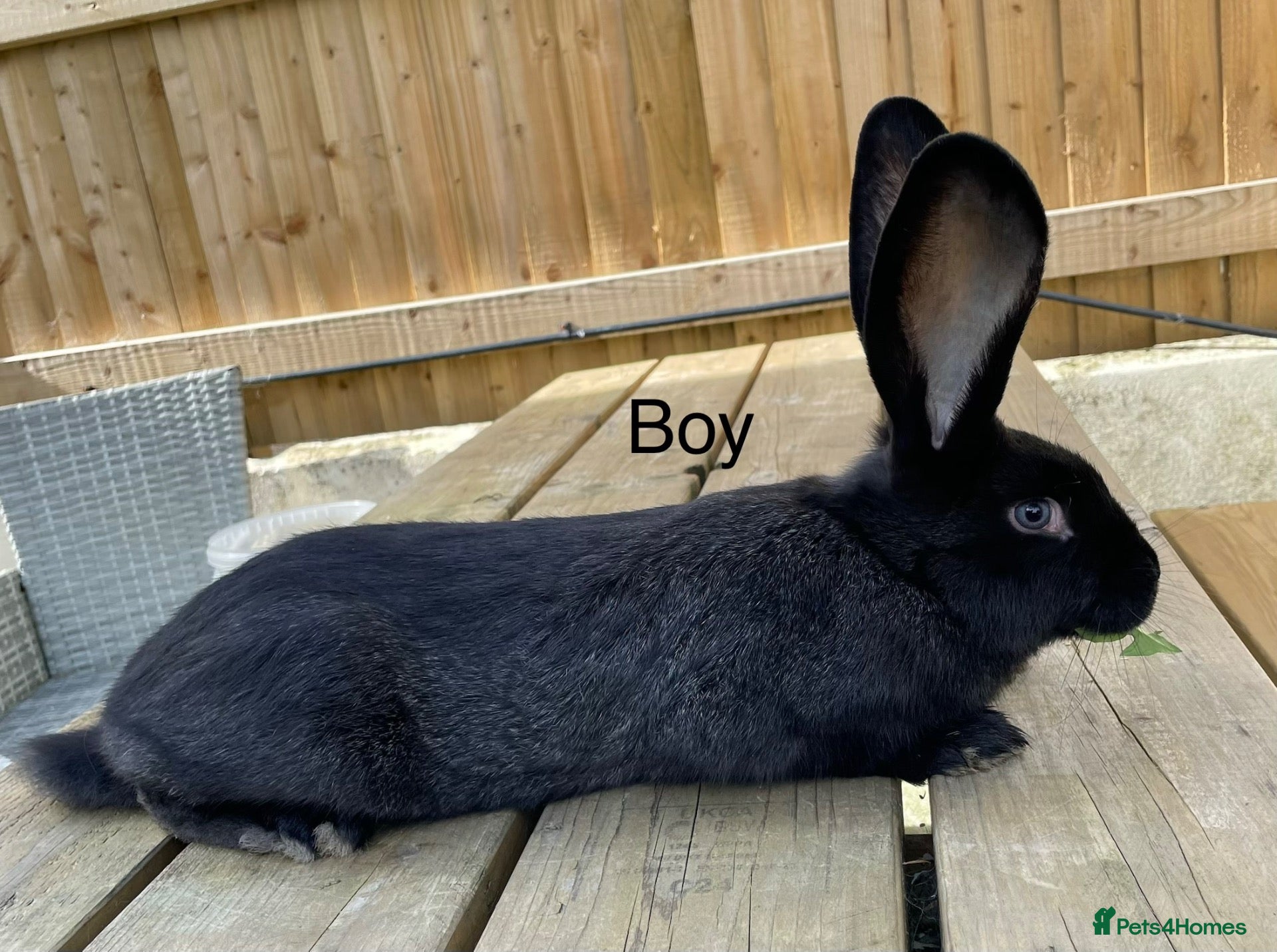 Continental Giant rabbits Beautiful pure bred continental giants - Advert 1
