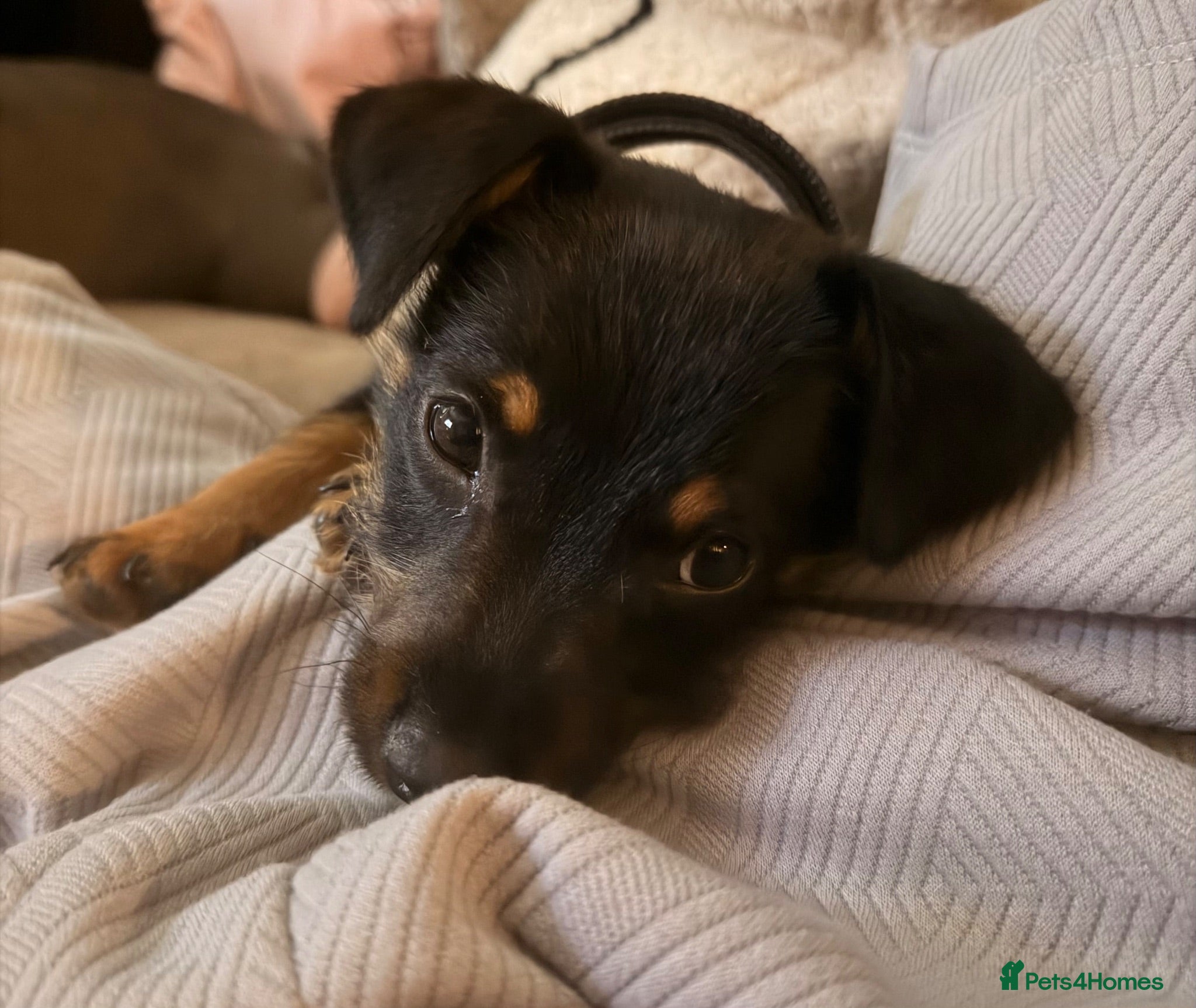 Mixed Breed dogs Jack Russell cross Yorkie  - Advert 17
