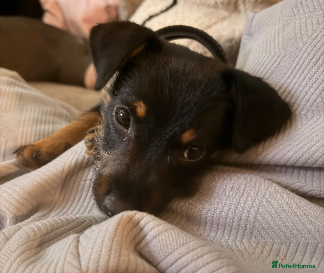 Mixed Breed dogs for sale: Jack Russell cross Yorkie  - Advert 1