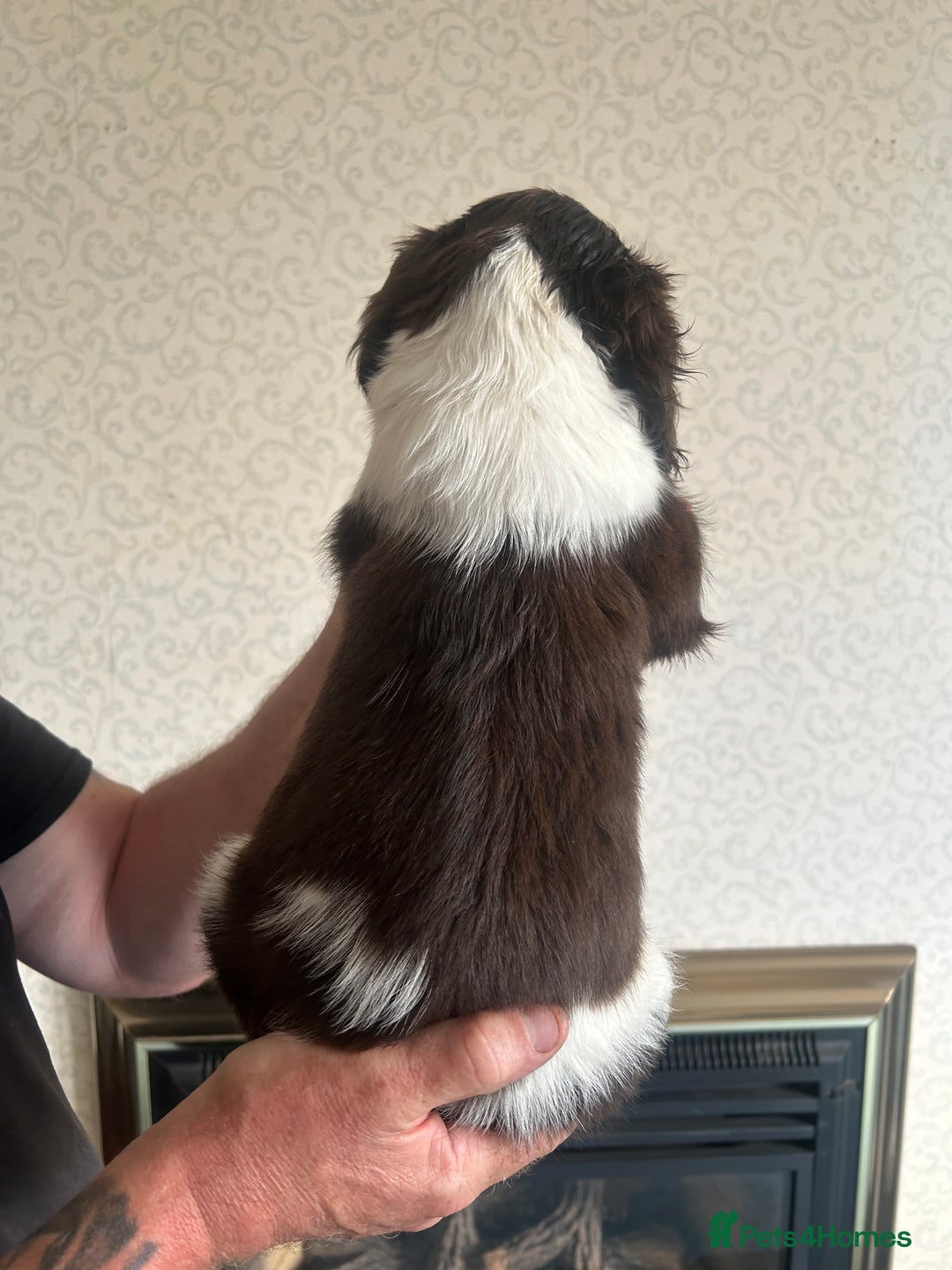 English Springer Spaniel dogs for sale: Springer Spaniel Puppies  - Image 7