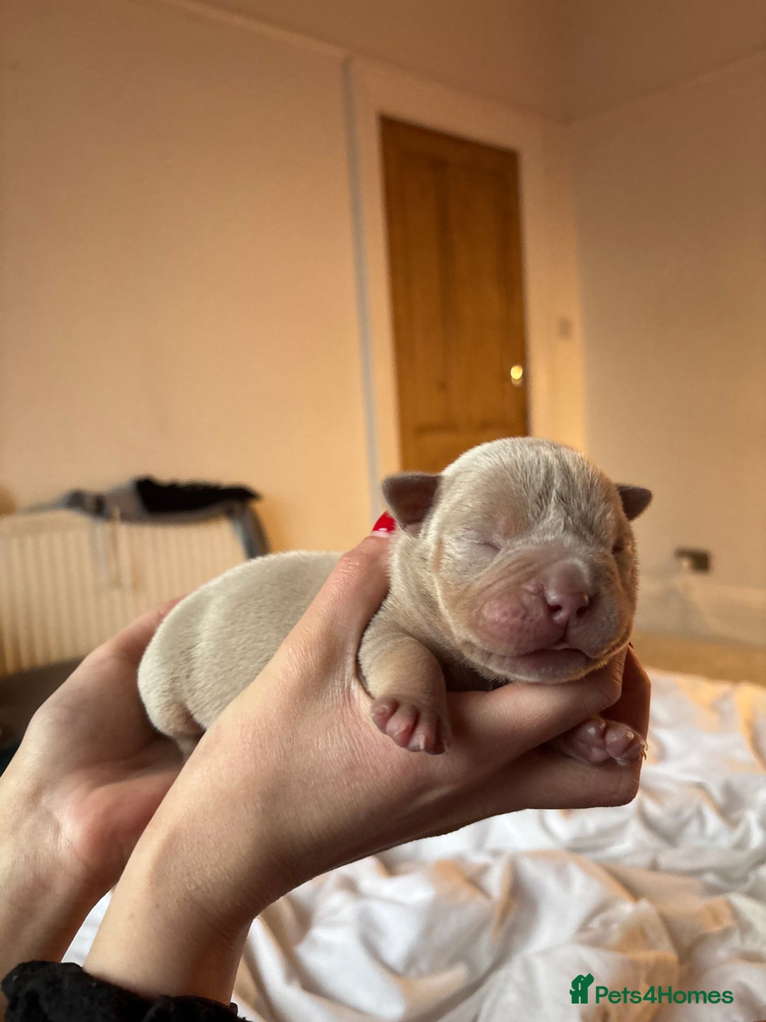 American Bully dogs for sale: 💙🐾 2 Stunning American Pocket Bully Puppies 🐾💙 - Advert 9