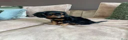 Cavalier King Charles Spaniel dogs for sale: Donna Jays Petite Cavaliers 🌟🌟🌟🌟🌟 - Advert 15