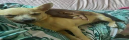 Chihuahua dogs for sale: 🐾 LOVING FOREVER HOME WANTED FOR SOBY 🐾 in Coventry - Advert 9