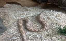 Snake reptiles for sale: Hognose snake - Image 1