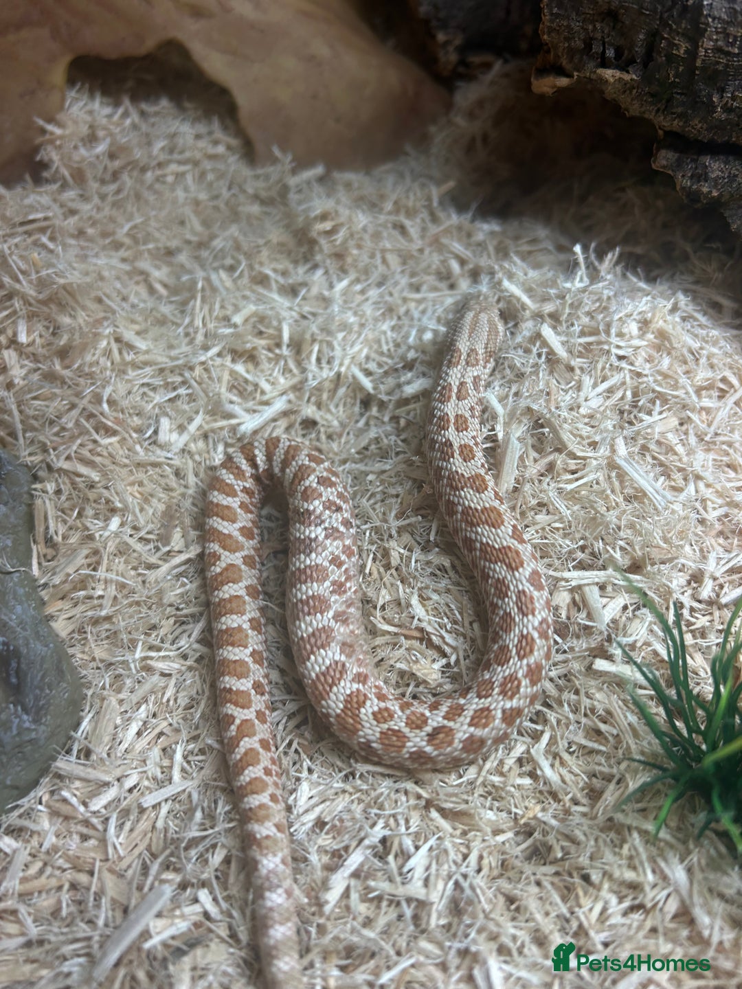 Snake reptiles for sale: Hognose snake - Image 1