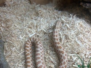 Snake reptiles - Advert 5