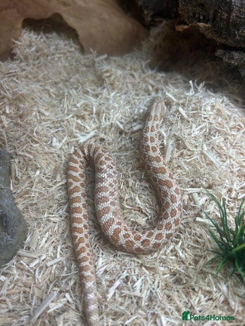 Snake reptiles - Advert 7