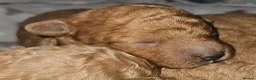 Toy Poodle dogs for sale: Licensed breeder, kc dna clear tiny toy poodles - Advert 14