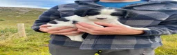 English Springer Spaniel dogs for sale: Springer Spaniel Puppies – 3 Girls Available - Advert 14