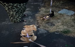 Labrador Retriever dogs for sale: nearly 7 month old labrador girl - Image 20