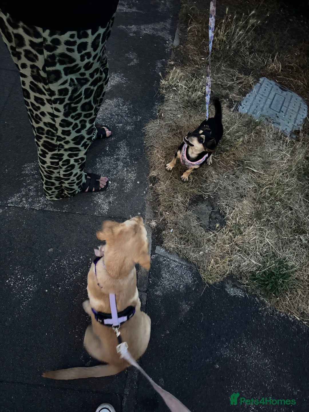 Labrador Retriever dogs for sale: nearly 7 month old labrador girl - Image 20