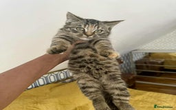 British Shorthair cats for sale: Pure British Shorthair Girls Ready Now! - Image 6