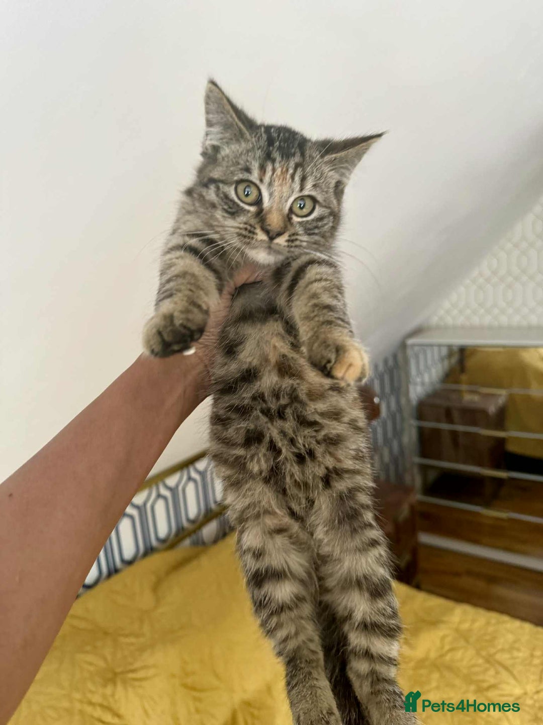 British Shorthair cats for sale: Pure British Shorthair Girls Ready Now! - Image 6