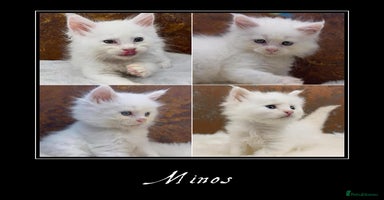Maine Coon cats - Advert 11