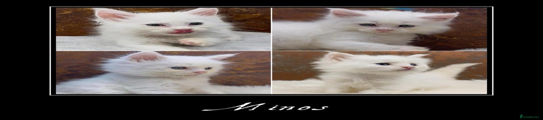Maine Coon Kitten 3