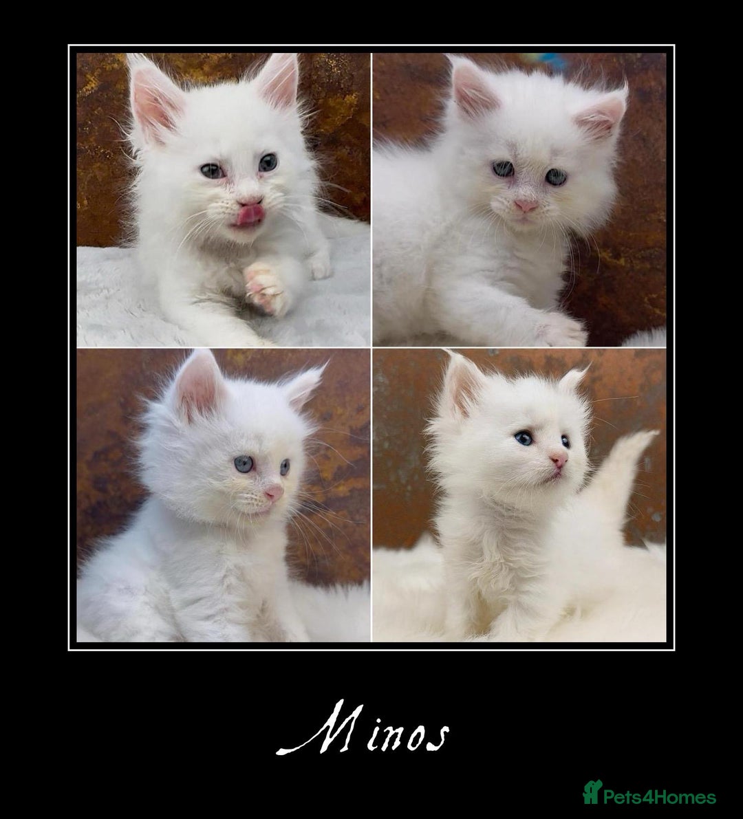 Maine Coon cats for sale: Championship line GCCF Maine Coon kittens  - Image 3