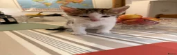 Mixed Breed cats for sale: Adorable Kittens Available to a Loving Home - Advert 10