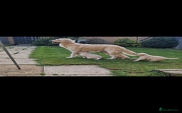 Golden Retriever dogs for sale: Stunning golden retriever babies - Image 5