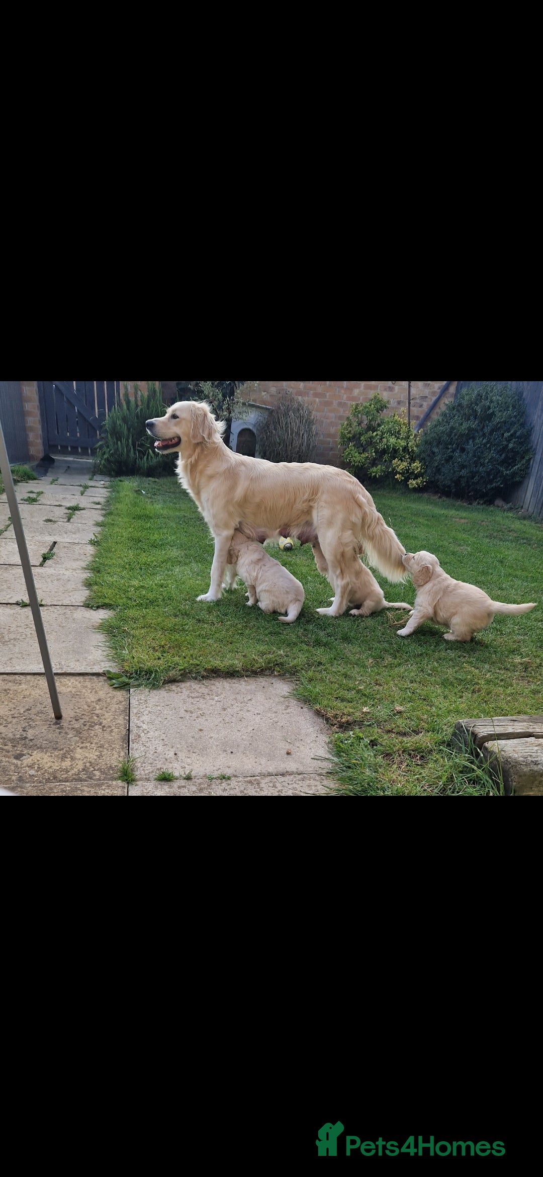 Golden Retriever dogs for sale: Stunning golden retriever babies - Image 5