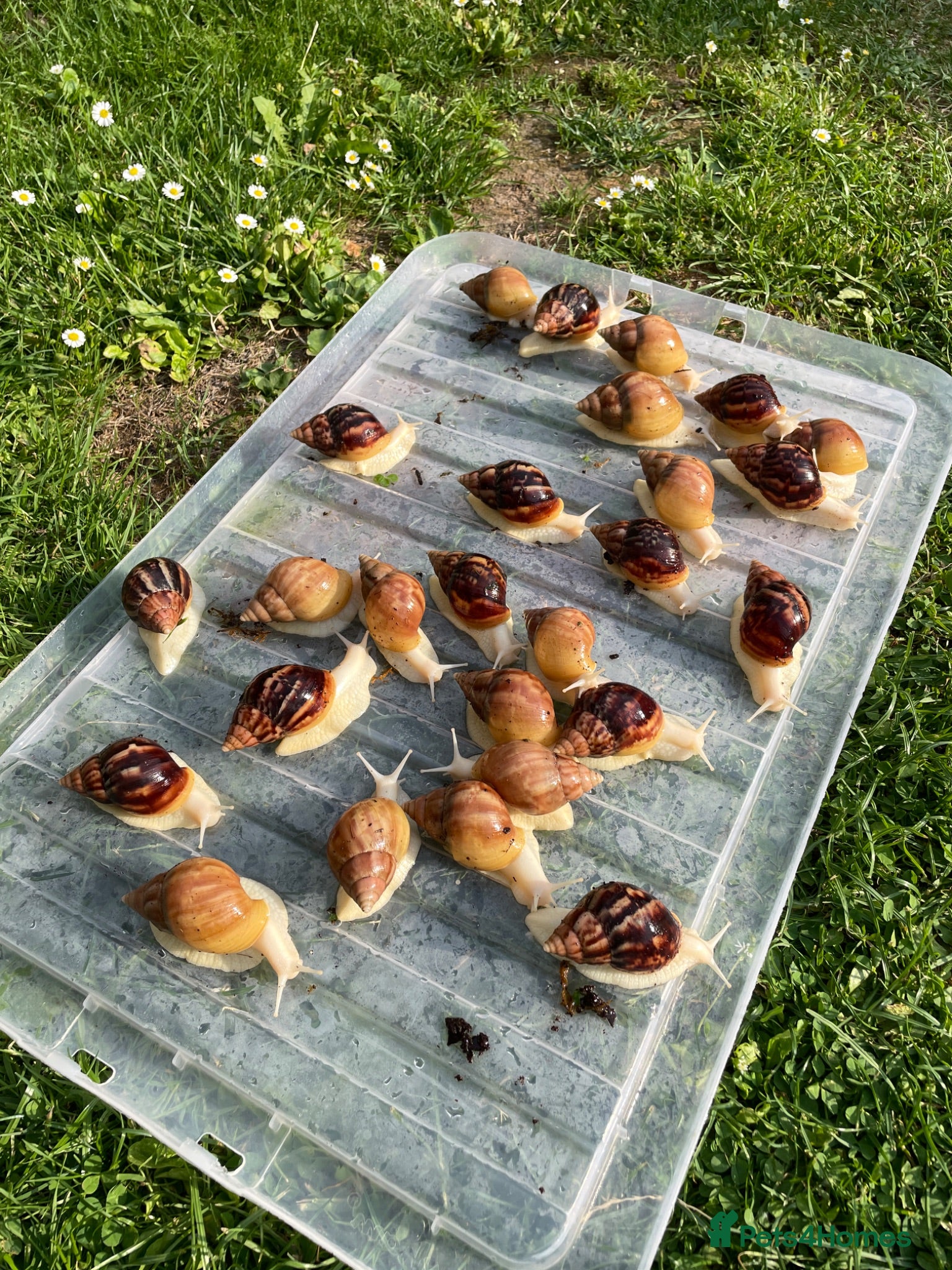 Snails invertebrates Albino Giant African Snails for sale! - Advert 1